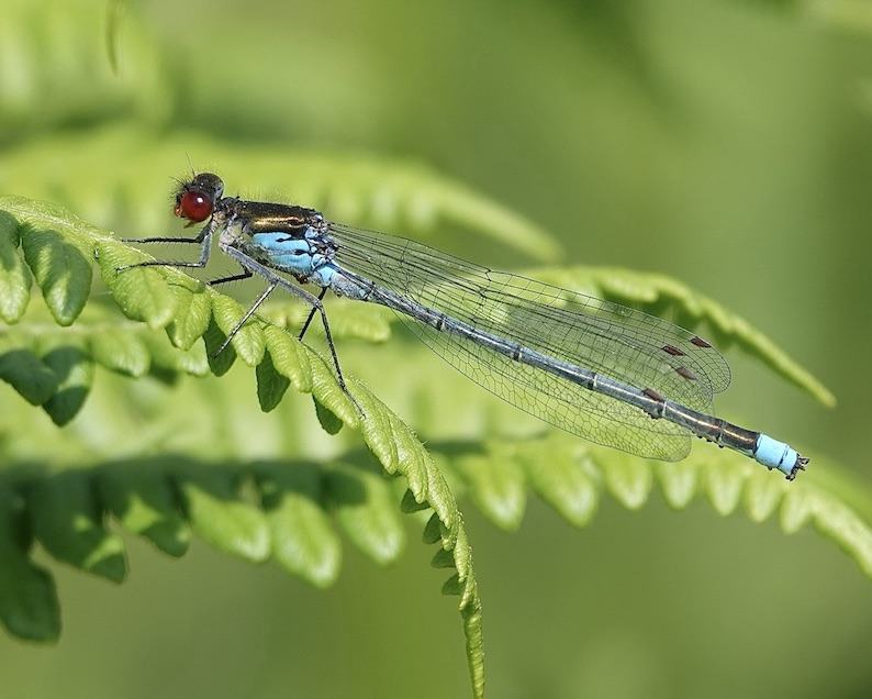 red-eyed damselfly